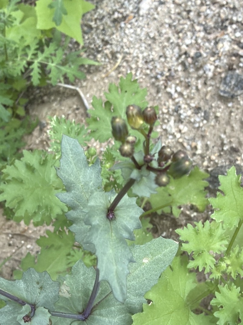 Mojave Ragwort photo 5