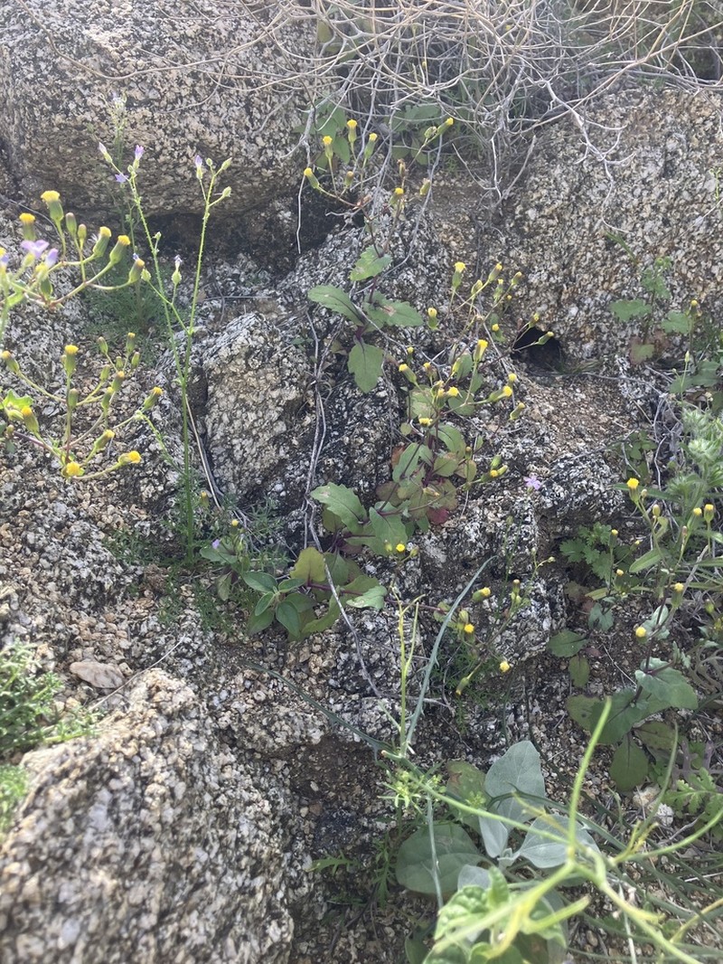 Mojave Ragwort photo 6