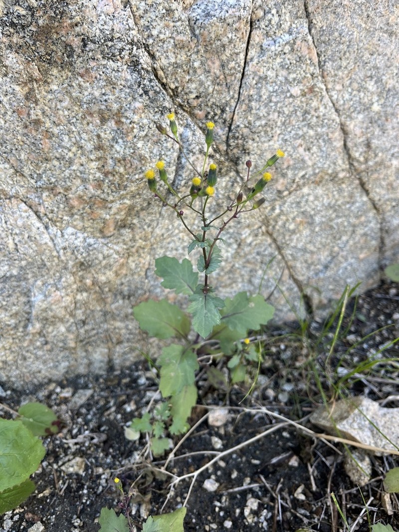 Mojave Ragwort photo 7