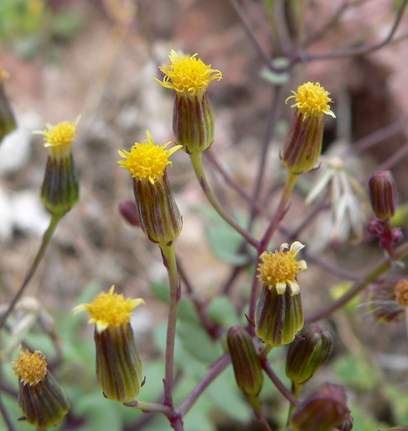 Mojave Ragwort