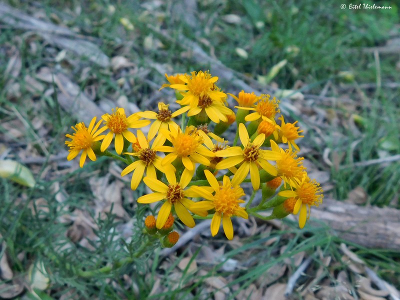 Senecio molinae