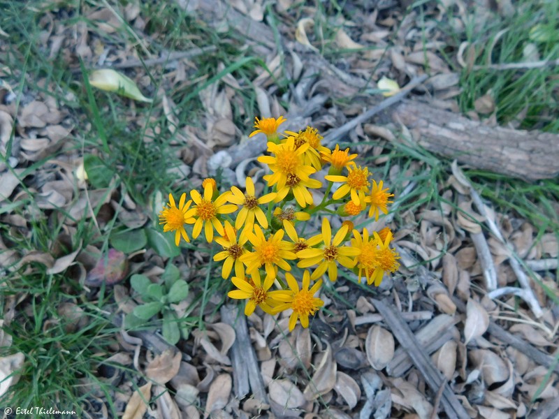 Senecio molinae photo 2