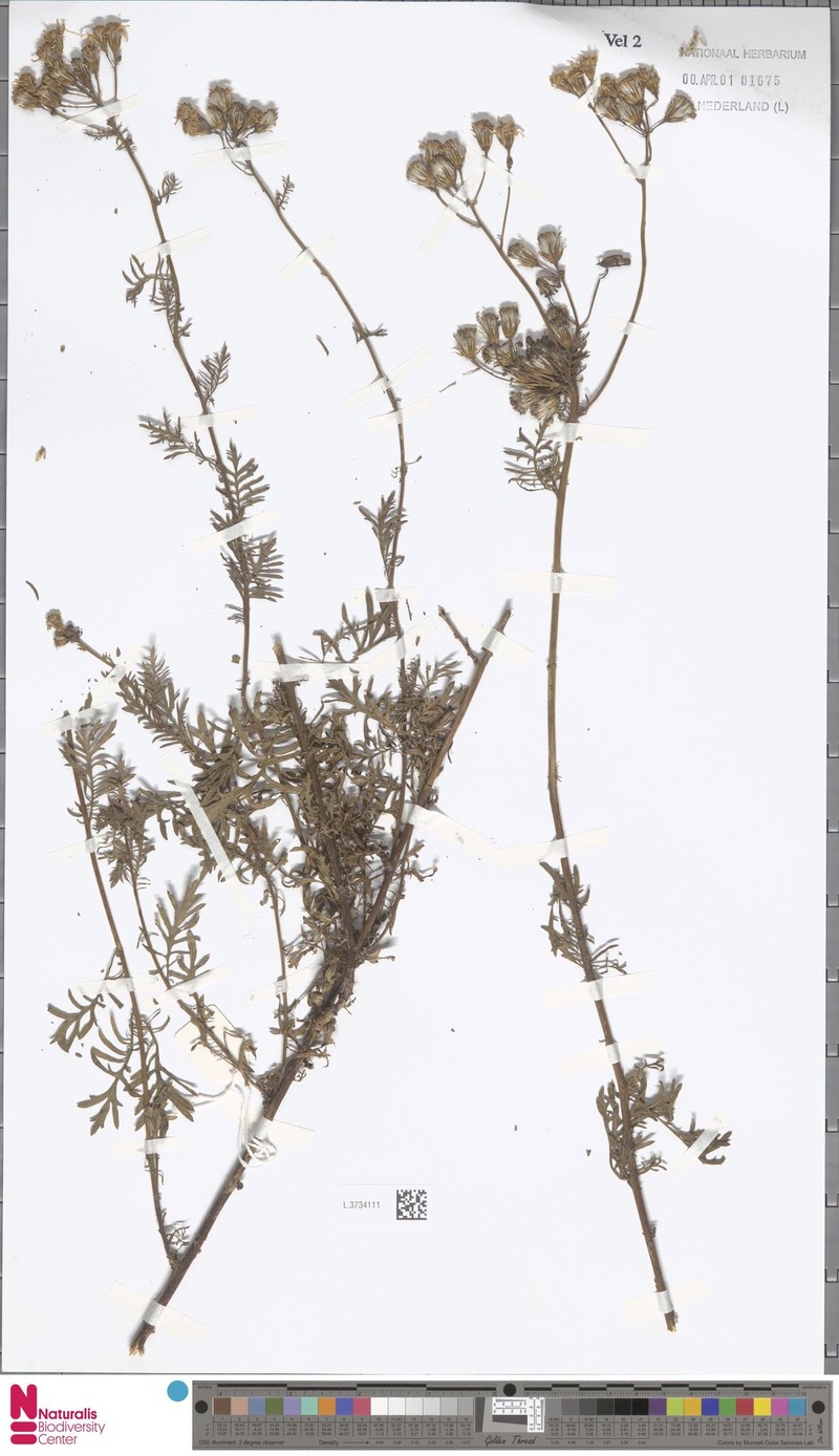 Senecio molinae photo 4