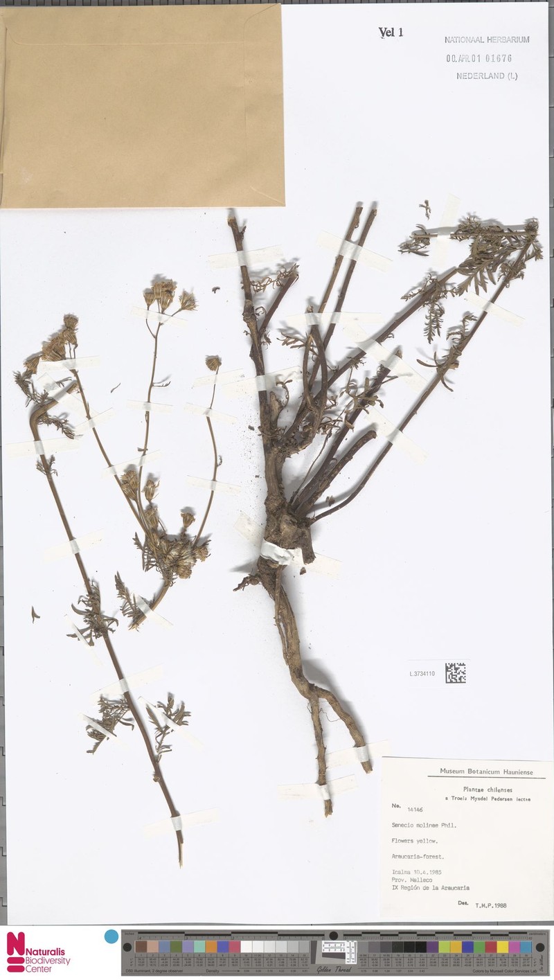 Senecio molinae photo 5