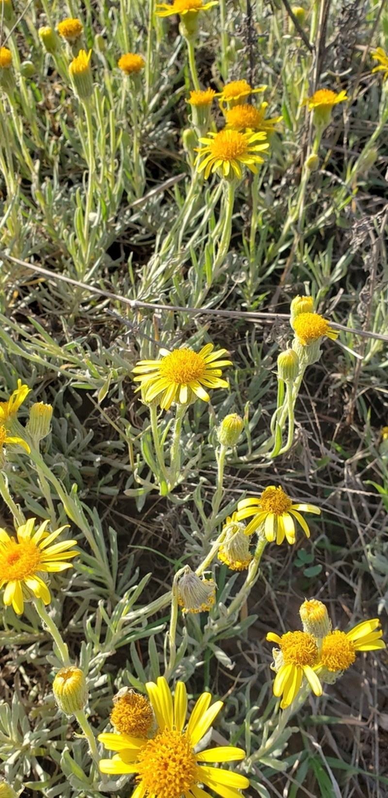 Senecio montevidensis
