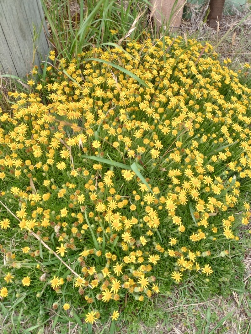 Senecio montevidensis photo 2
