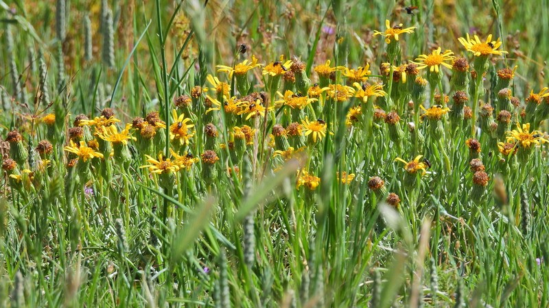 Senecio montevidensis photo 3
