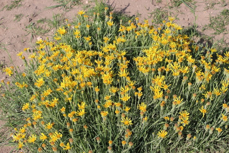 Senecio montevidensis photo 4