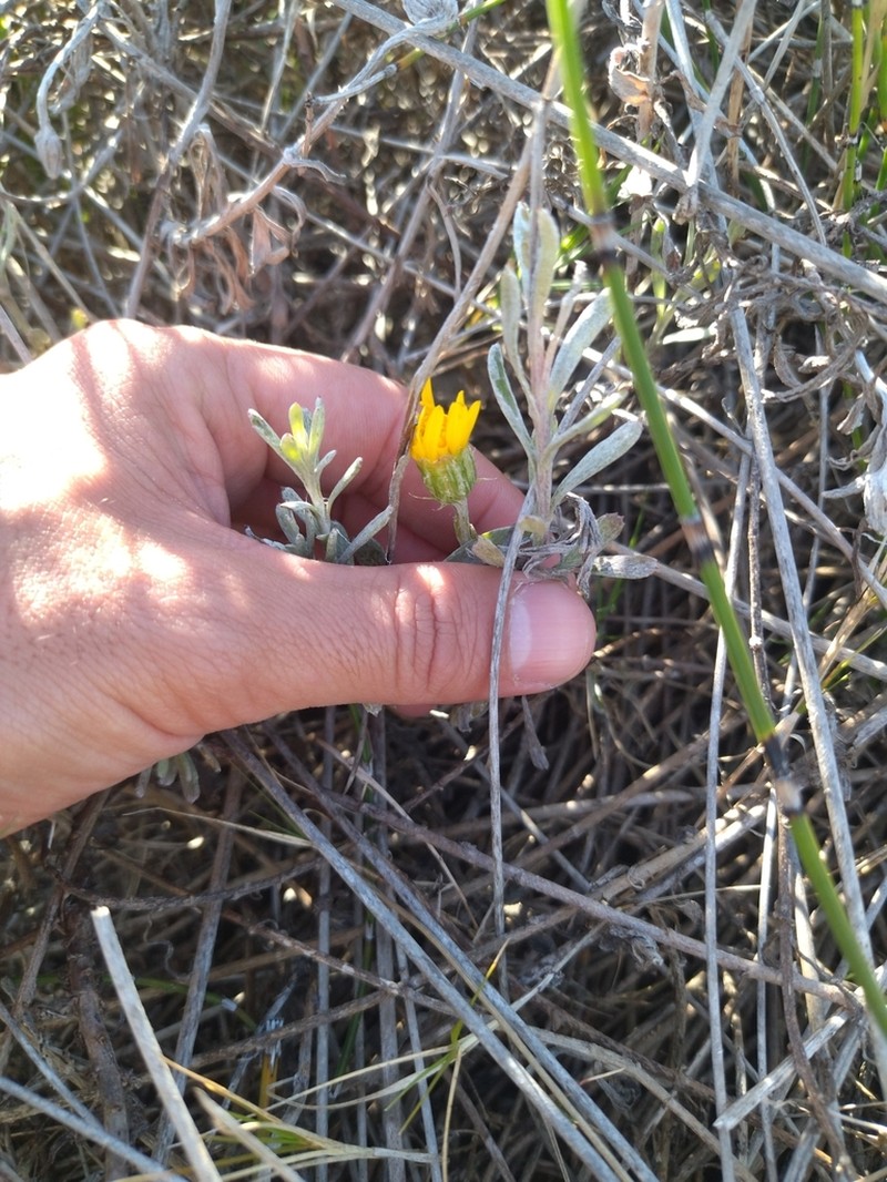 Senecio montevidensis photo 5