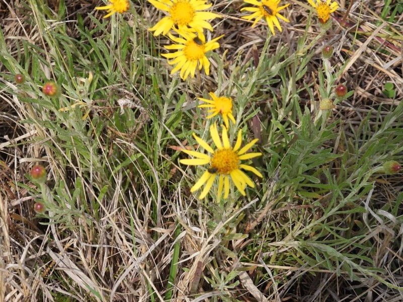 Senecio montevidensis photo 6