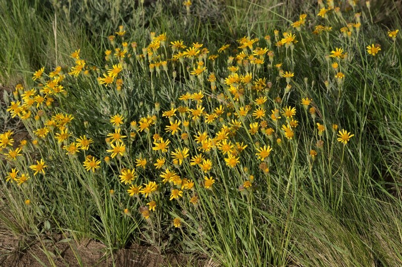 Senecio montevidensis photo 7