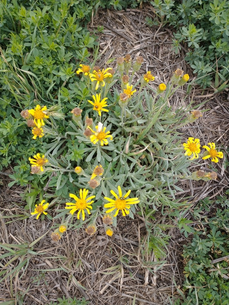 Senecio montevidensis photo 8
