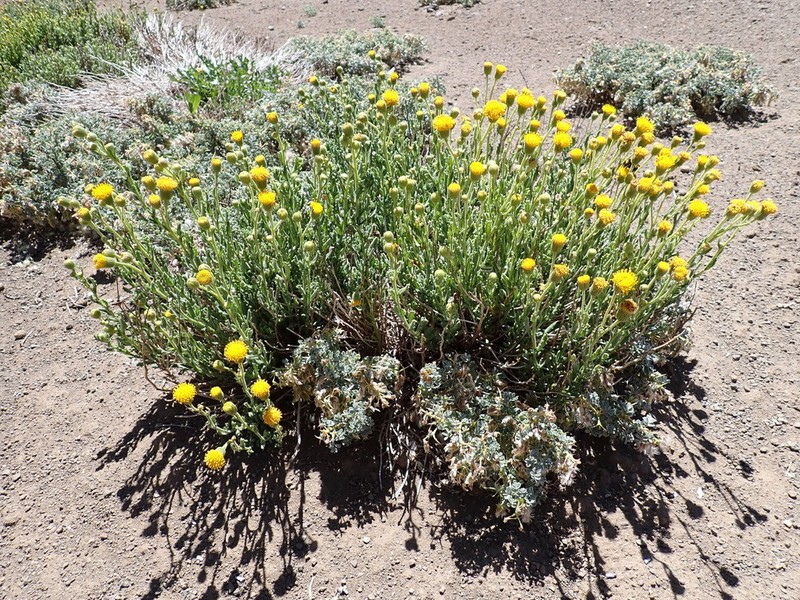 Senecio monttianus