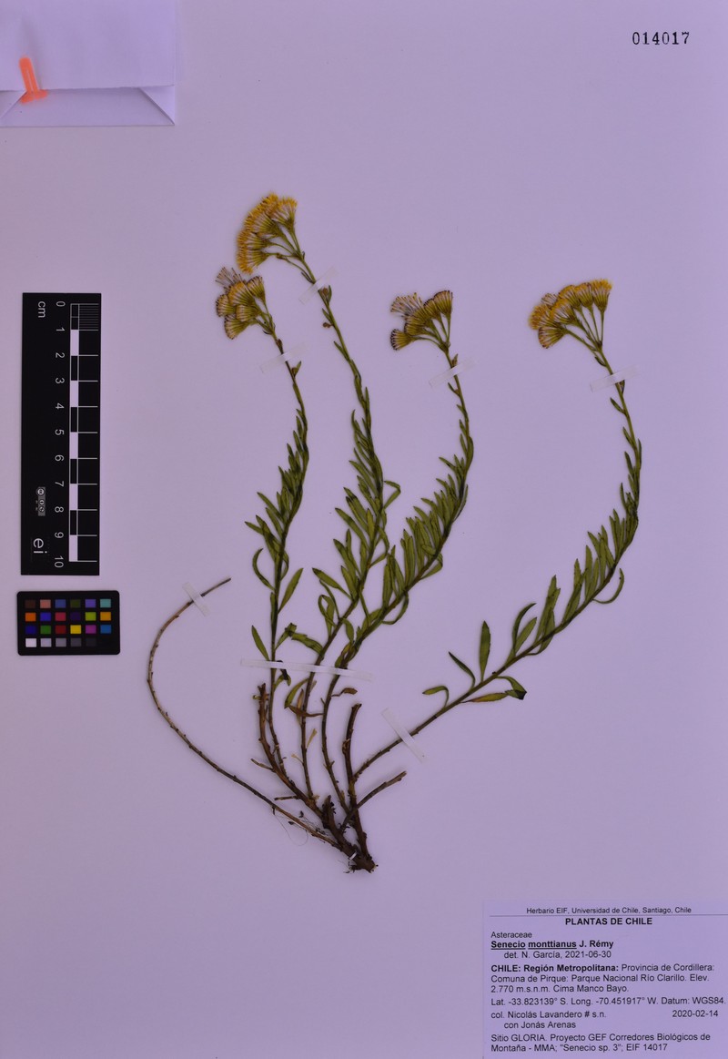 Senecio monttianus photo 2