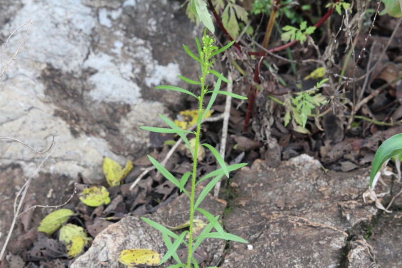 Senecio mooreanus