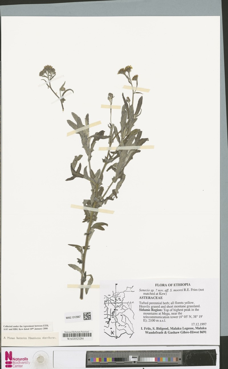 Senecio moorei