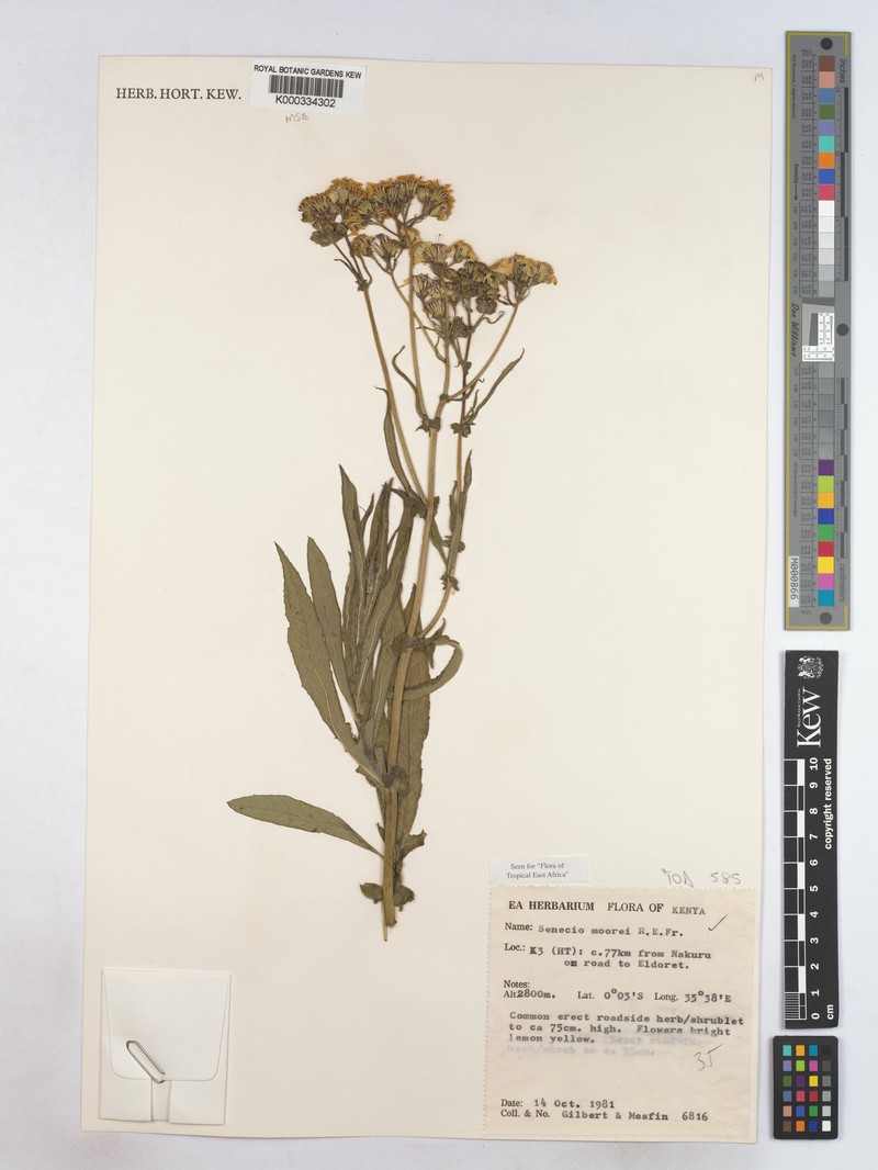 Senecio moorei photo 2