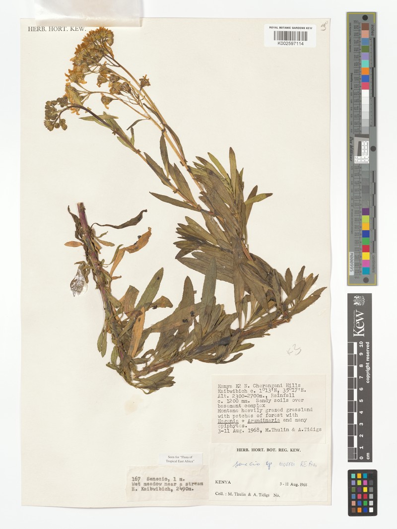 Senecio moorei photo 3
