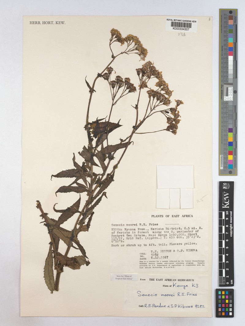 Senecio moorei photo 4