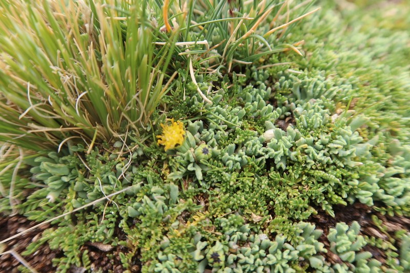 Senecio moqueguensis photo 2