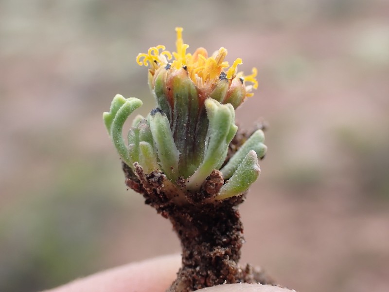 Senecio moqueguensis photo 3