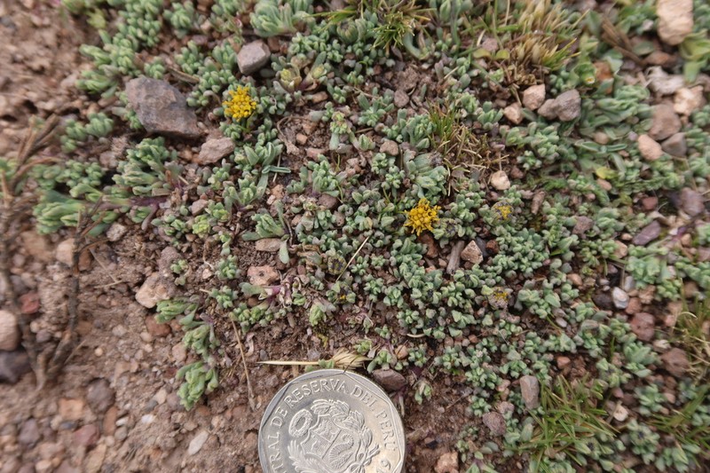 Senecio moqueguensis photo 4