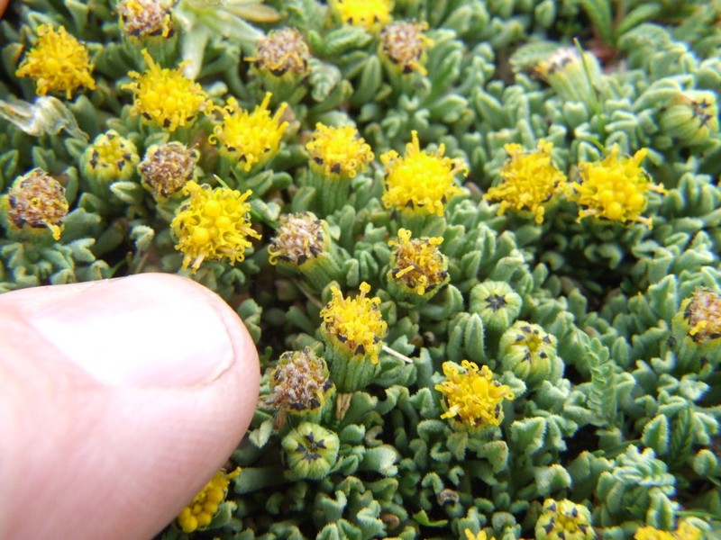 Senecio moqueguensis photo 5