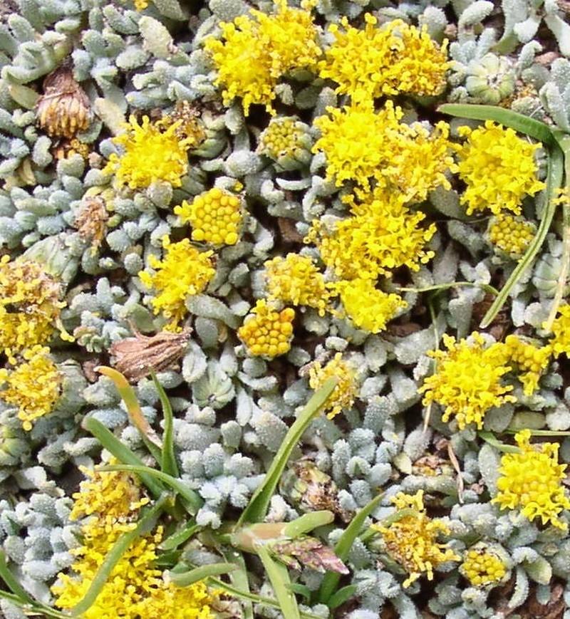 Senecio moqueguensis photo 6