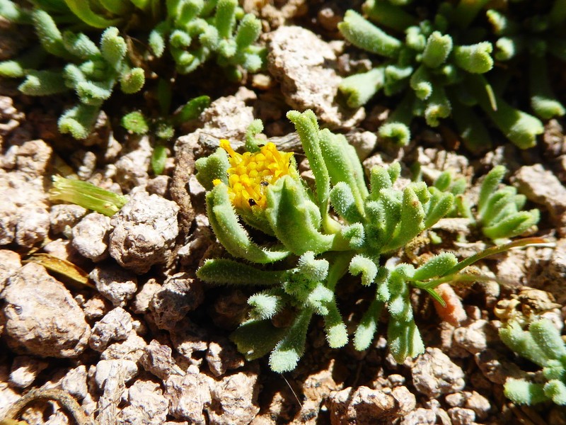 Senecio moqueguensis photo 7