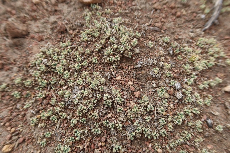 Senecio moqueguensis photo 8