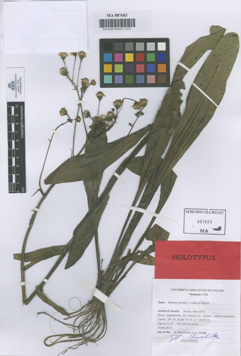 Senecio morisii