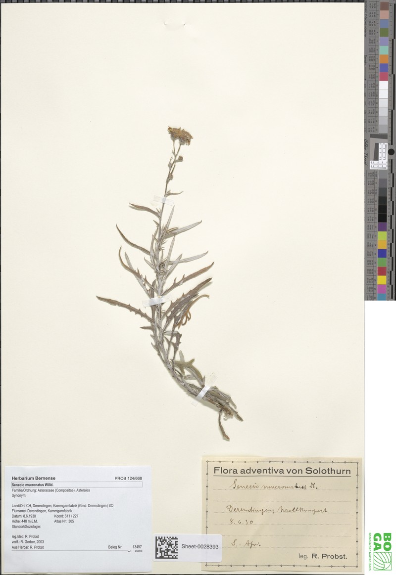 Senecio mucronatus