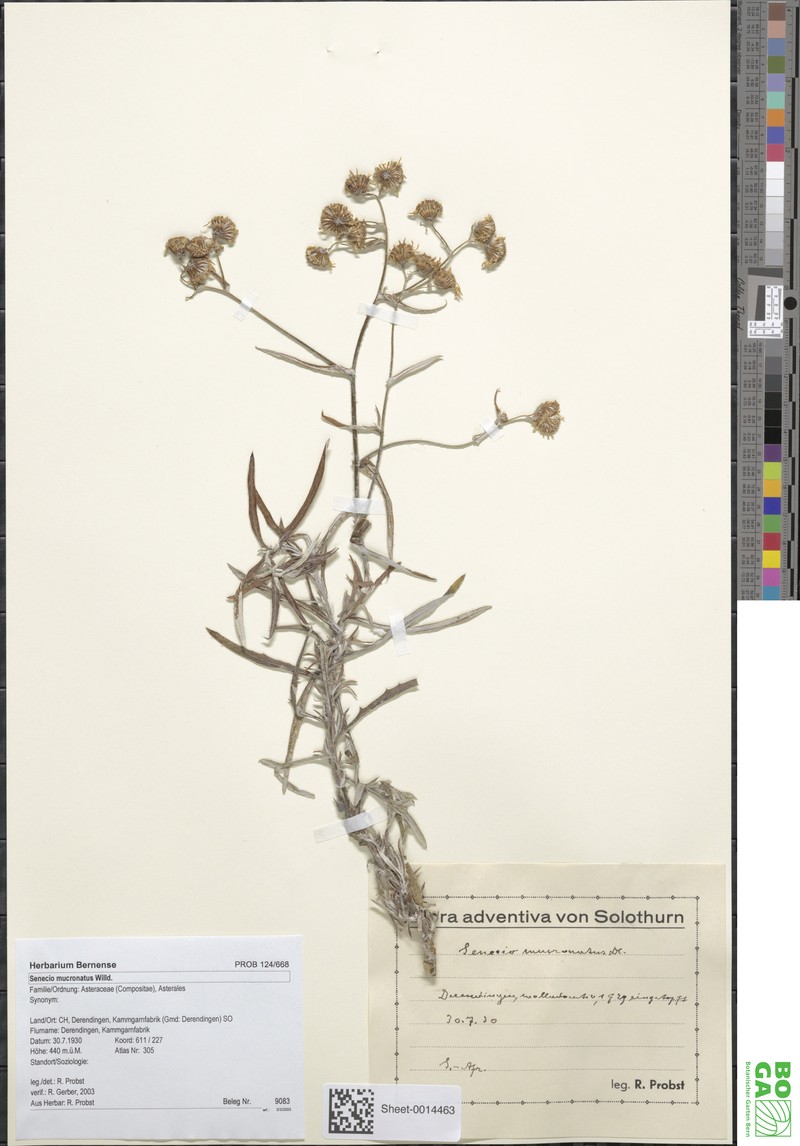 Senecio mucronatus photo 2