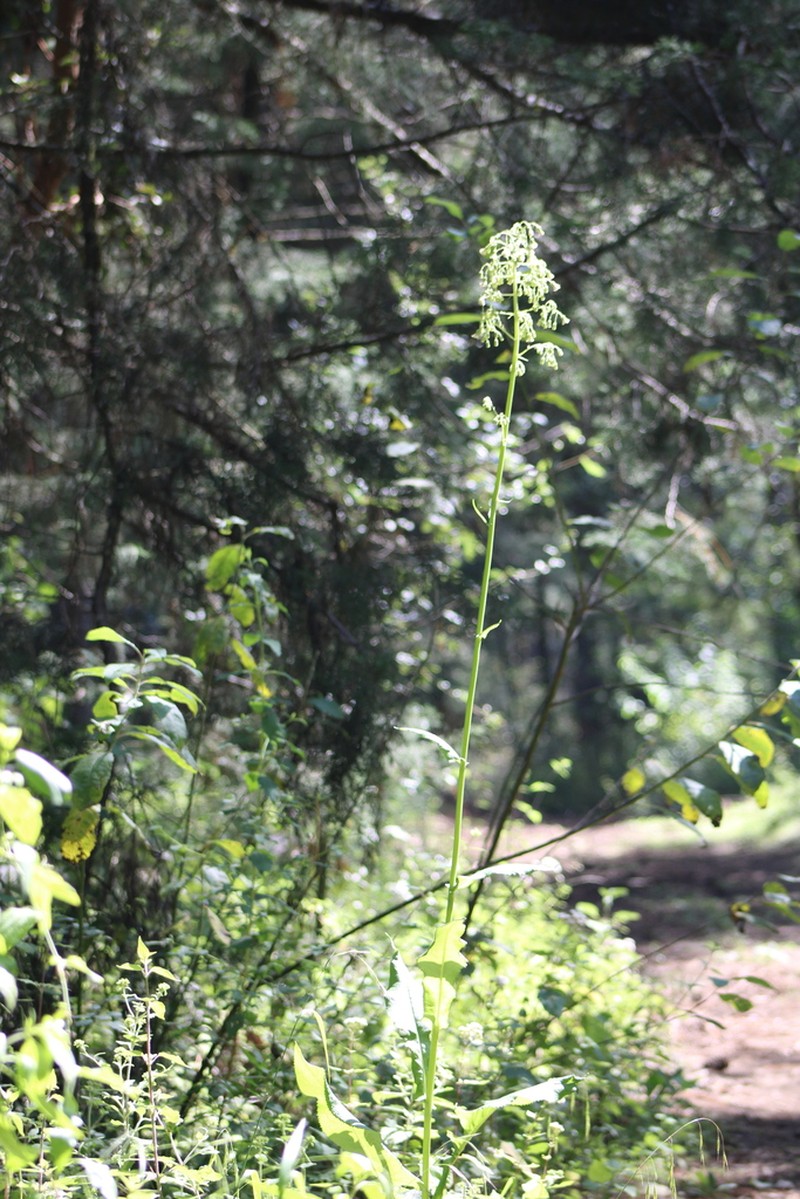 Senecio mulgediifolius