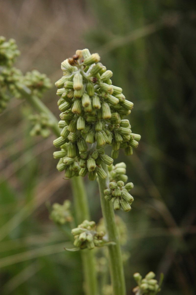 Senecio mulgediifolius photo 2