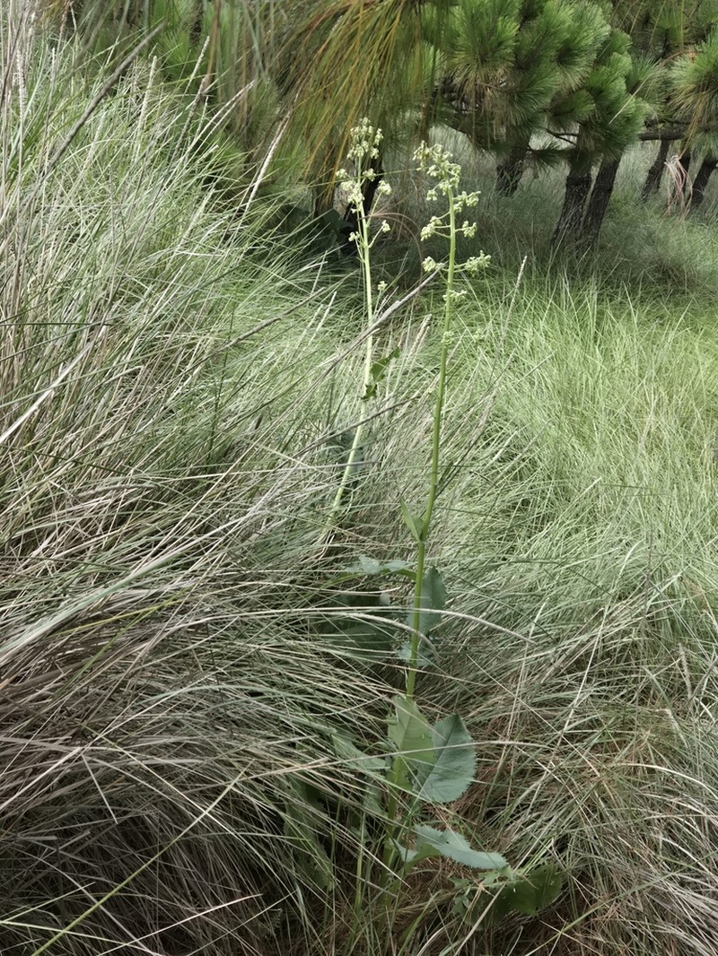 Senecio mulgediifolius photo 3