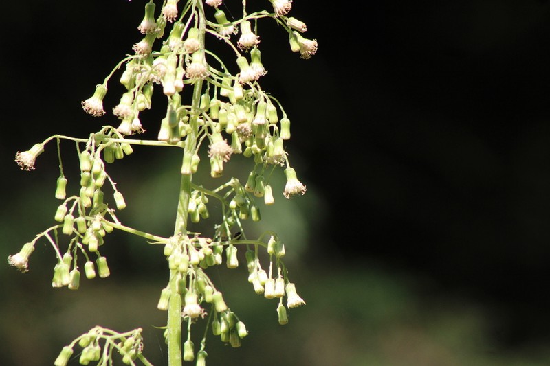 Senecio mulgediifolius photo 5