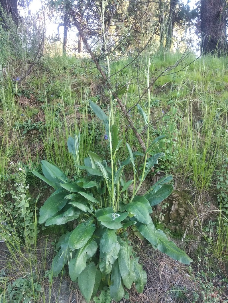 Senecio mulgediifolius photo 7