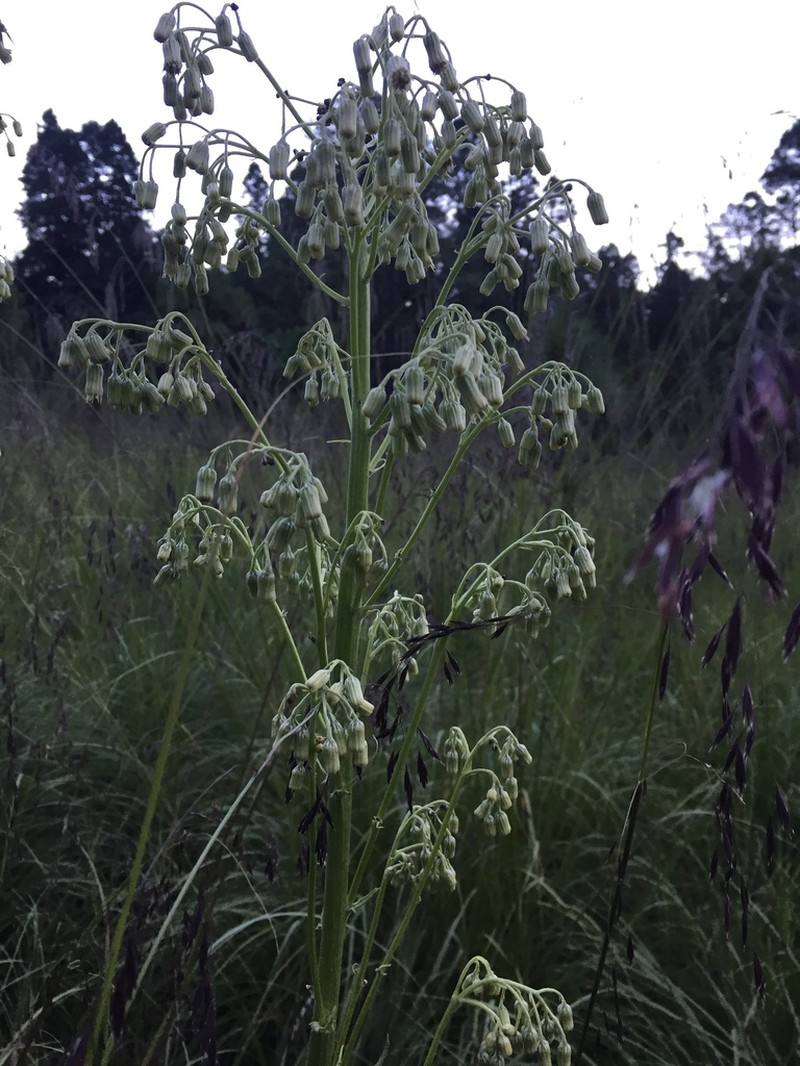Senecio mulgediifolius photo 8