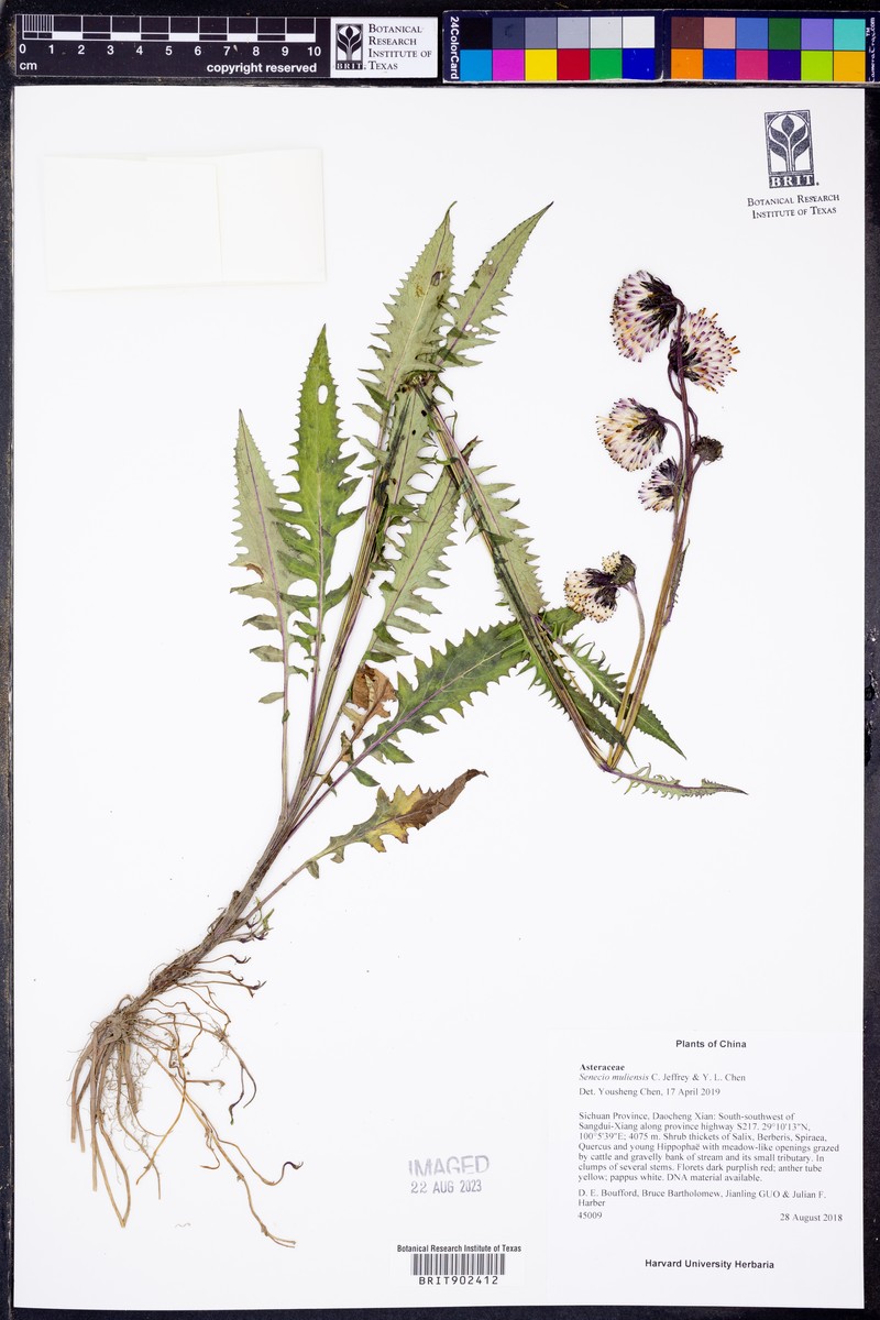 Senecio muliensis