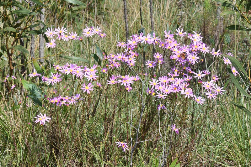 Senecio multibracteatus
