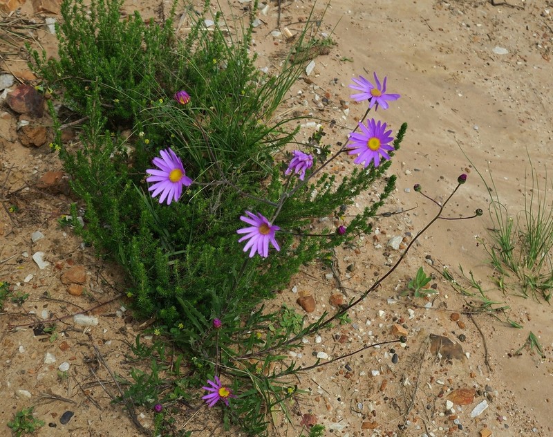 Senecio multibracteatus photo 2