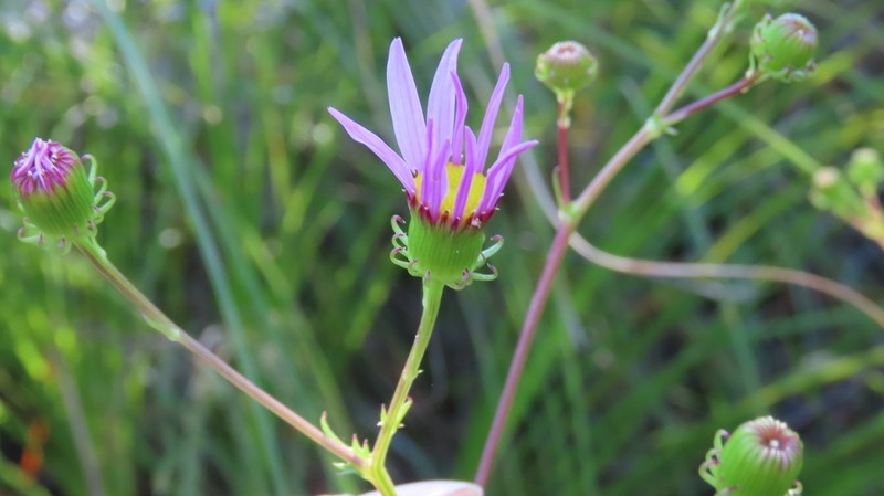 Senecio multibracteatus photo 3