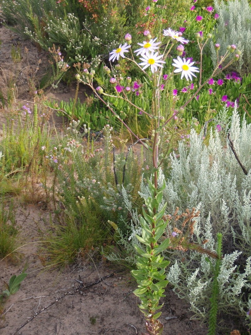 Senecio multibracteatus photo 4