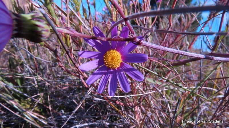 Senecio multibracteatus photo 5
