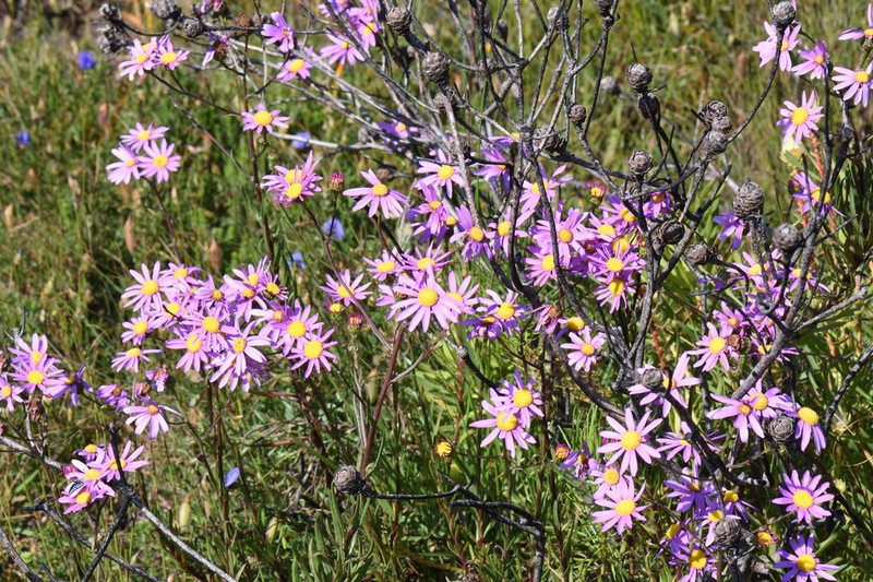 Senecio multibracteatus photo 7