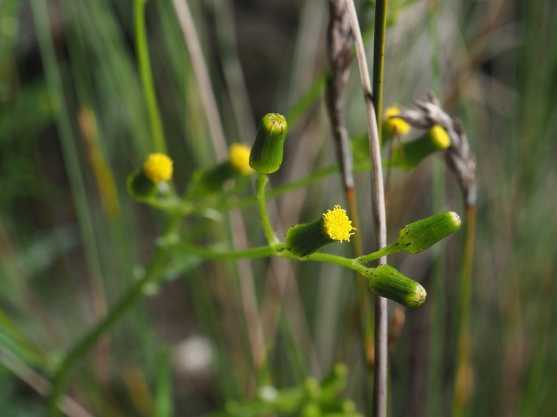 Senecio multicaulis