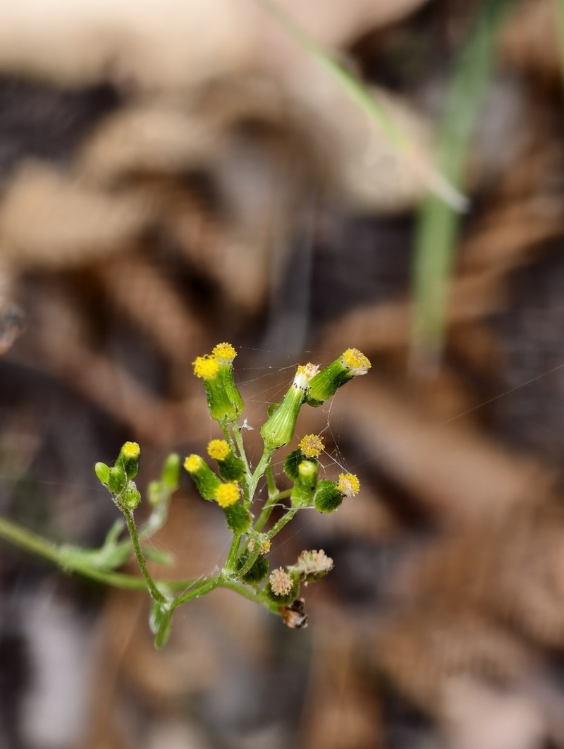 Senecio multicaulis photo 2