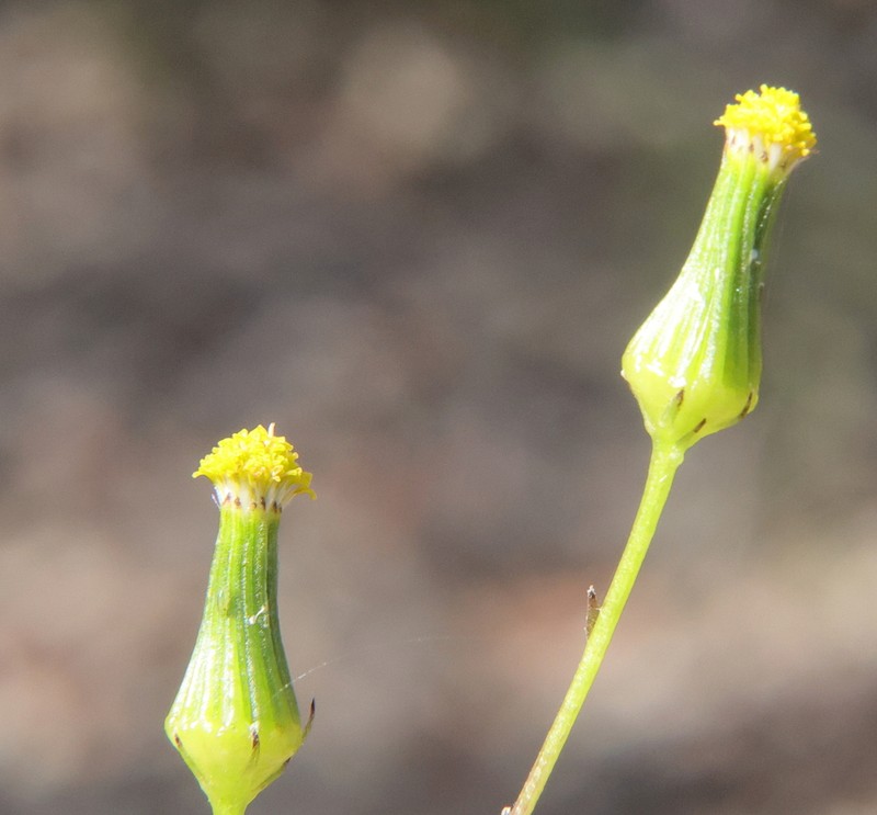Senecio multicaulis photo 3