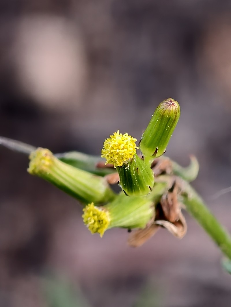 Senecio multicaulis photo 4